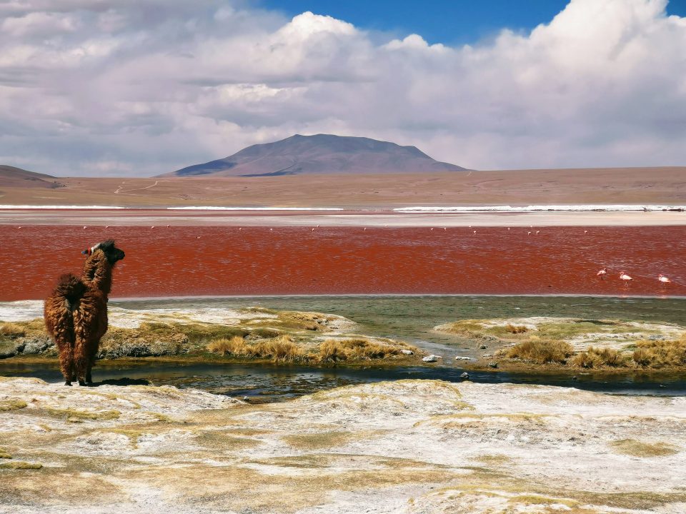 Llama in Bolivian landscape