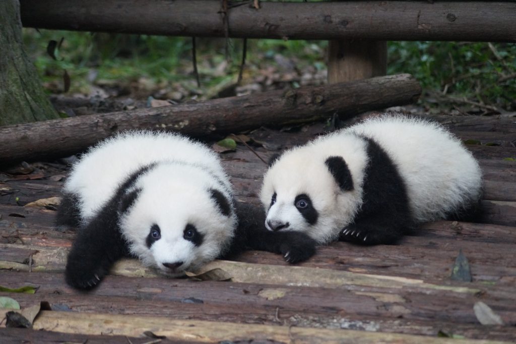 Pandas in Chengdu zoo
